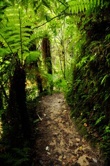 abenteuerlicher Weg durch den Nationalpark / Regenwald
