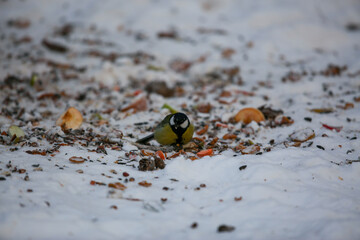 The titmouse sits in the snow. Bird watching