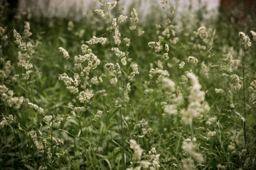 Phalaris arundinacea or Reed canary grass, selective focus