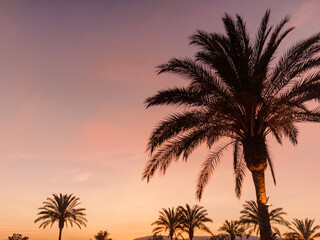 Naklejka na ściany i meble Palmtree During Pink Sunset - Landscape Photography - Pastel Holiday Feeling
