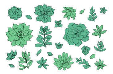 set objects of flowers succulents graphics green