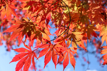 日本の秋の風景  鮮やかなもみじ 紅葉 赤い 葉っぱ