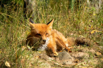 Fox resting in the forest