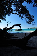 Strand mit Silhouette eines Baumes