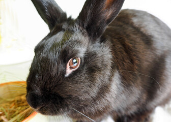 a black little rabbit with short shiny fur eats dry hay from a brown clay bowl on a white background