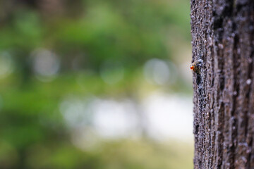 Resin drop on the bark of a tree with a green background.