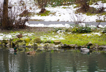 Ducks walking on a river in winter