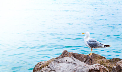 Seagull stand on a stone among blue water.