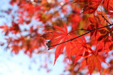 日本の秋の風景 赤い紅葉 美しいもみじ 美しい 和風