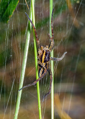 A spider with bright yellow stripes on its sides weaves its web in the forest.