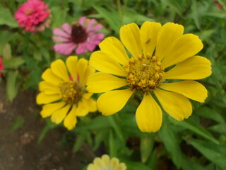 yellow flowers in the garden