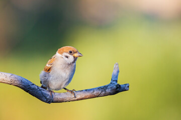 sparrow on a beautiful sunny day sits on a branch