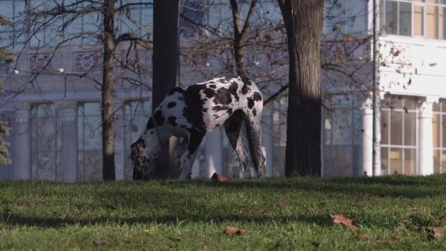 Close up of one amazing great dane purebred dog  walking
