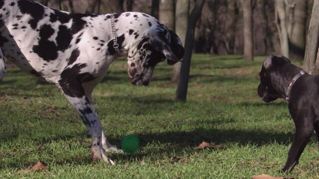 An amazing great dane purebred dog playing with a ball and a cane corso puppy