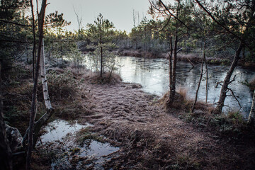 sunrise in the swamp, the trees are frozen