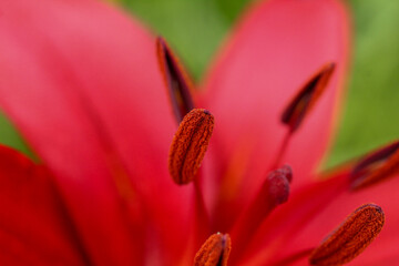 macro photo stamens of a lily flower