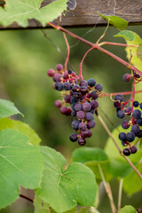 a bunch of purple grapes in the garden close-up