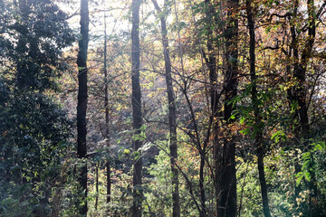 森 森林 美しい 紅葉 神秘的 グリーン