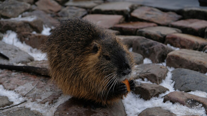 Nutria eats carrots. Chewing nutria (river rat or coypu, Myocastor coypus) at Vltava riverbank in...