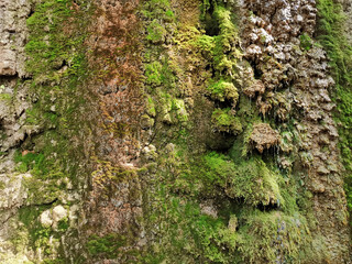 natural background stone wall covered with moss in Nizhny Novgorod Park, Russia