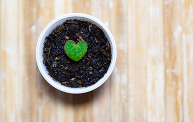 Cyclamen Heart shaped leaf in a tiny pot (wood background)