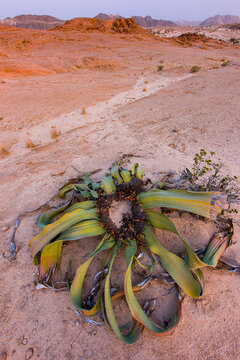 Welwitschia mirabilis Swakopmund Desierto Namib Namibia Africa