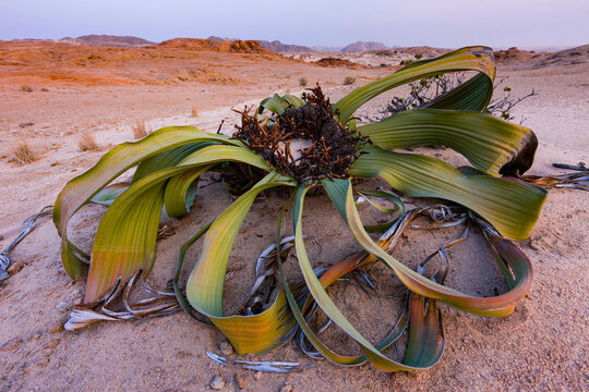 Welwitschia mirabilis Swakopmund Desierto Namib Namibia Africa
