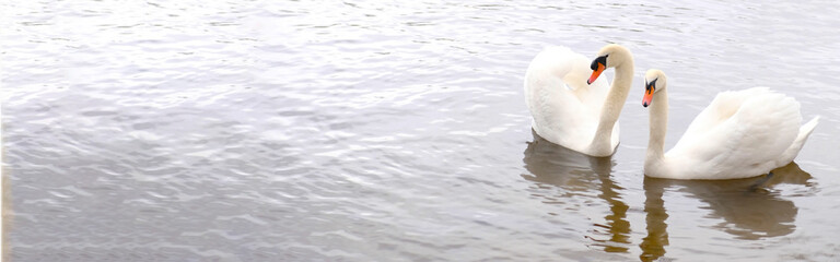 Couple of white swans swim in the water. A symbol of love and fidelity is two swans make a heart...