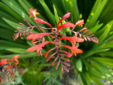 Crocosmia Lucifer