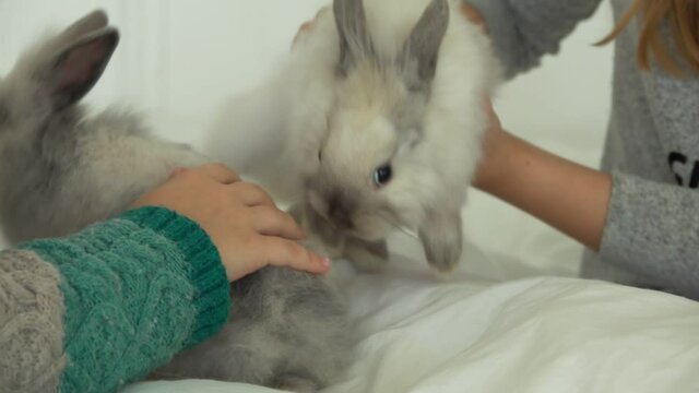 The child's hands are caressing two cute grey fluffy little rabbits 