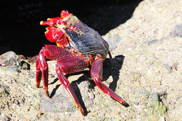rote_Klippenkrabbe