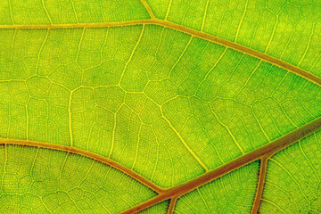 Nervures d'une feuille de plante verte.