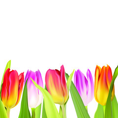 White background with decor of vector tulip flowers