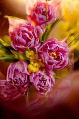 a bouquet of terry pink tulips. a rare variety of tulips