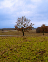 Fototapeta premium Trees at a moor. Open landscape with a dramatic sky in the background. Picture from Revingehed, Scania county, Sweden