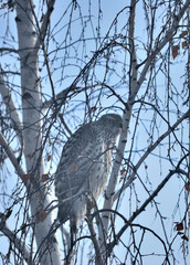 Сooper's hawk