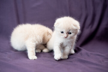 Portrait of a small Scottish fold cat of milk color