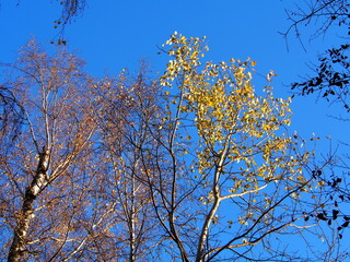 autumn afternoon in the forest, falling leaves from the trees, sunny cold day, wild nature, adventure trip, family travel,sun