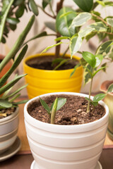 Different home plants. Sprout of a young little plant zamiokulkas in pot. Growing indoor houseplants