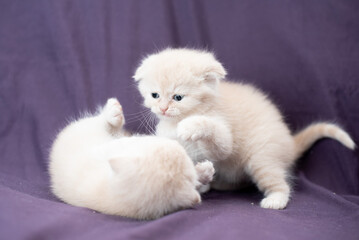 two small Scottish fold cat baby milk color are playing