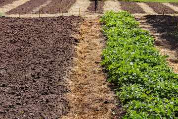 Fototapeta na wymiar Raised beds with organic compost and prepared for vegetables planting in farmland in spring, agriculture and farming concept 
