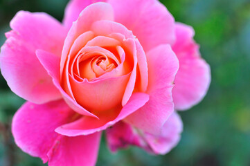 Blossoming pink rose.  Pink rose still blossoming up in-progress. Background has been blurred intentionally to drive eyes to petal strand's around the epicenter