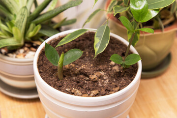 Sprout of a young little plant zamiokulkas. Home plant in pot closeup. Growing indoor houseplants