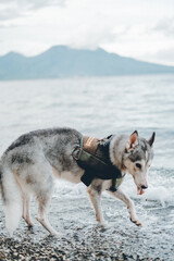 Beautiful Female, Black and White Siberian Husky Walking and Playing in the Beautiful White Sand Beach in the Philippines during Sunset