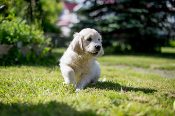 small white golden retriever puppy in nature summer