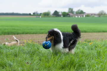 Collie spielt mit einem Ball 