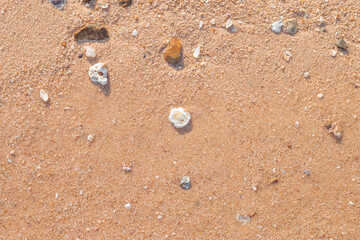 The sand on the beach is full of shells.