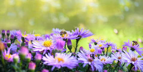 Spring bright background with flowers Aster alpinus (blue alpine daisy) under sunlight. Copy space