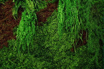 Fototapeta premium green nature background , green wall from leaves