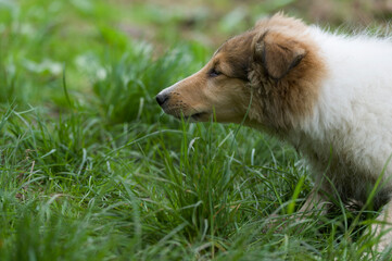 Schnüffelnder Collie Welpe